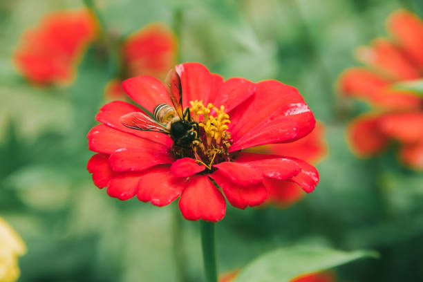 istock The bee on the red Zinnia flower, 1276949466
