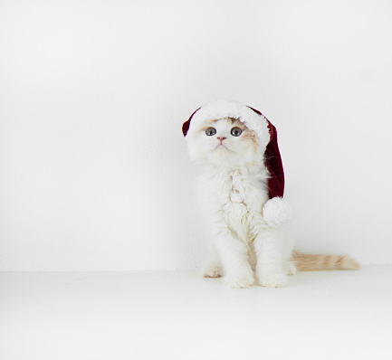 Dogs, a cat and a rabbit with christmas decoration