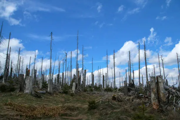 The forest damaged by the hurricane and left to revitalize naturally without intervention of the human.
