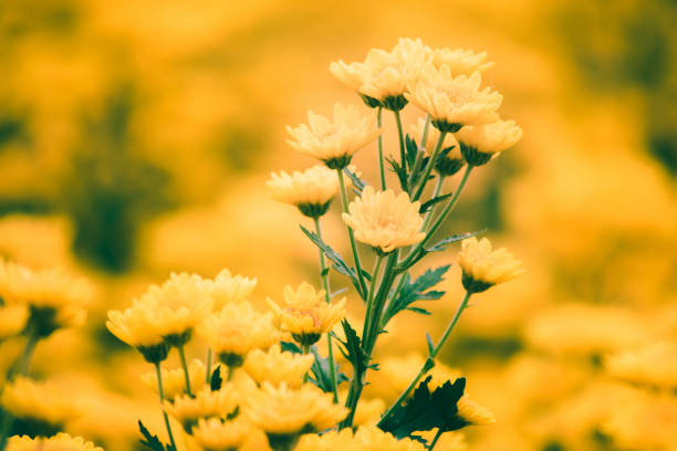 istock Yellow Chrysanthemum Blooming beautiful 1276949680