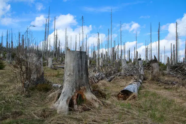 The forest damaged by the hurricane and left to revitalize naturally without intervention of the human.
