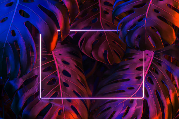 istock Horizontal Electric Frame on Monstera Tropical Leaves Background Iluminated By Red Violet and Blue Neon Lights. 3D rendering. Empty space. Copy space 1276949821