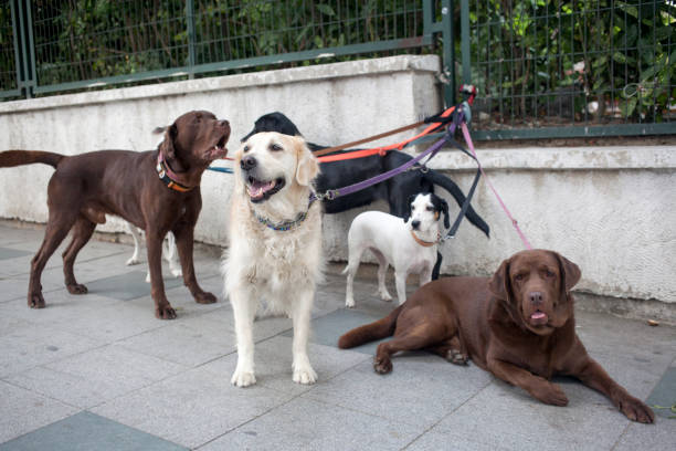 istock Dogs on leashes on the sidewalk 1276951030
