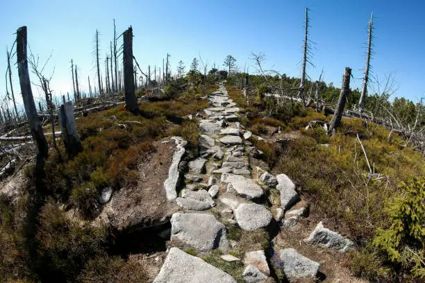 The hiking trail made of stones at Šumava national park in Czech Republic. The forest is damaged by the hurricane and left to revitalize naturally.