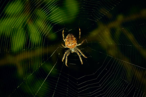 istock Garden spider (cross spider, Araneus diadematus) sitting in a spider web 1276951954