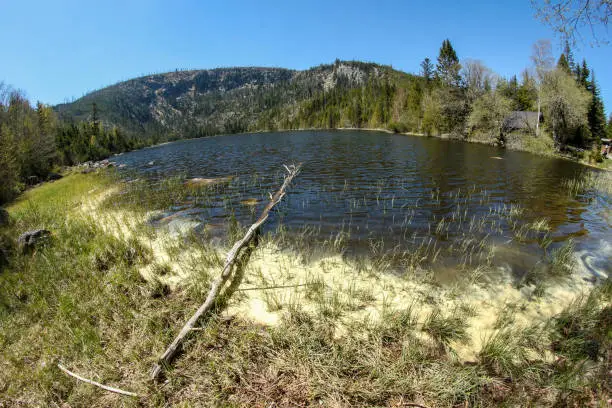 The "Plešné jezero" in Czech Republic at Šumava national park during the spring. The water is full of pollen.