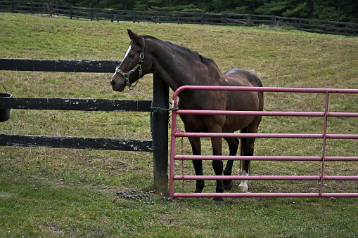 Brown horse waiting at the paddock gate of a Connecticut farm for his keeper to take him to the barn for dinner