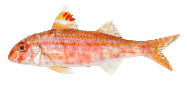Red mullet isolated fish on white background