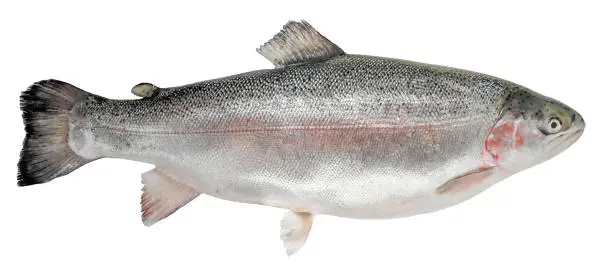 Trout isolated on white background. Norwegian fish