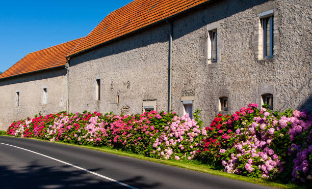 istock Blooming hydrangeas along a row of houses in Normandy 1276954148