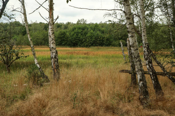 istock national protected area in Czech Republic called SOOS 1276954578