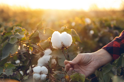 La joven agricultora cosecha un capullo de algodón en un campo de algodón. El sol se pone en el fondo. photo