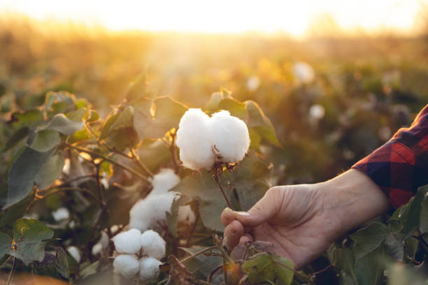 la jeune femme d’agriculteur récolte un cocon de coton dans un champ de coton. le soleil se couche en arrière-plan. - coton photos et images de collection