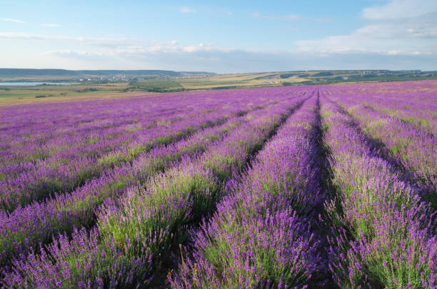 istock Meadow of lavender. 1276955687
