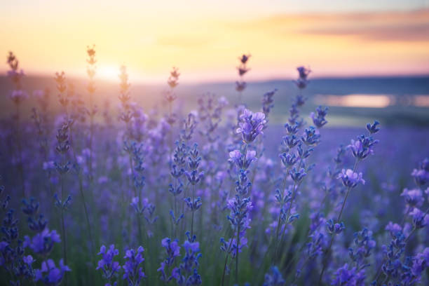 istock Lavender flowers closeup. 1276955768