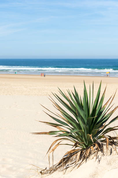 mimizan beach, near biscarrosse, in the landes. - mimizan imagens e fotografias de stock