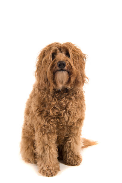 istock Labradoodle looking at the camera sitting on a white background in a vertical image 1276957295