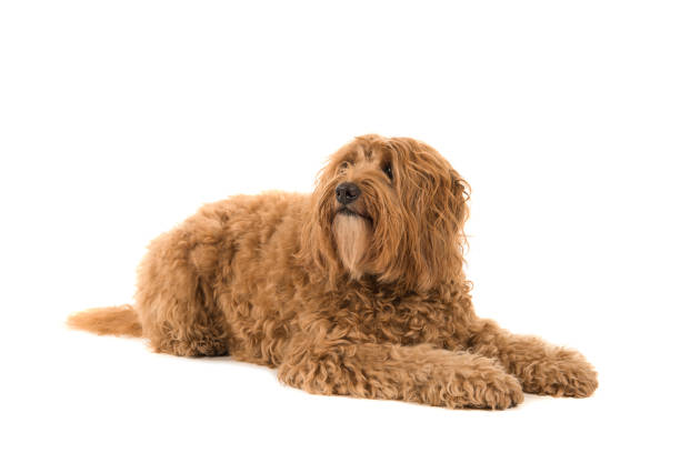istock Labradoodle lying down and looking up isolated on a white background 1276957305