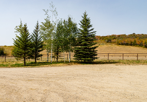 A small group of treees by a dirt area with mountains in the backgorund.