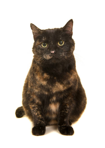 Sitting Tortoise cat looking at the camera isolated on a white background Sitting Tortoise cat looking at the camera isolated on a white background tortoiseshell cat stock pictures, royalty-free photos & images