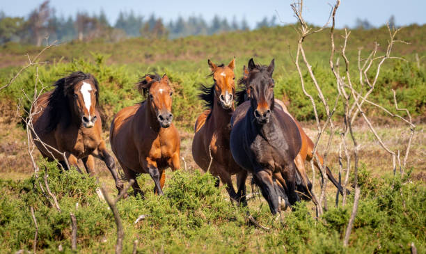 istock New Forest Pony Series 1276959380