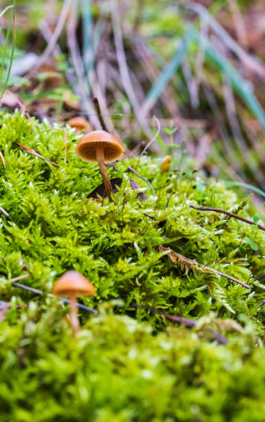 istock Small wild mushrooms growing in the forest. 1276959462