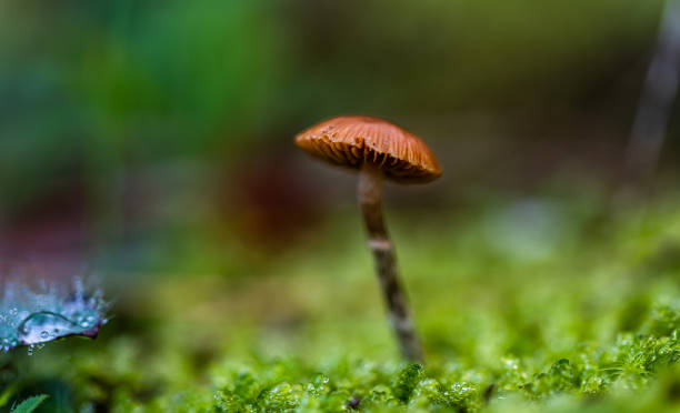 istock Close up of a small mushroom. 1276959597