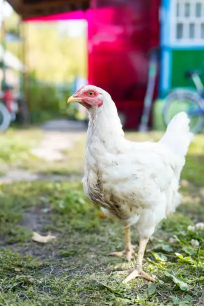 chicken in grass on a farm. white chicken hen that is out for a walk on the grass