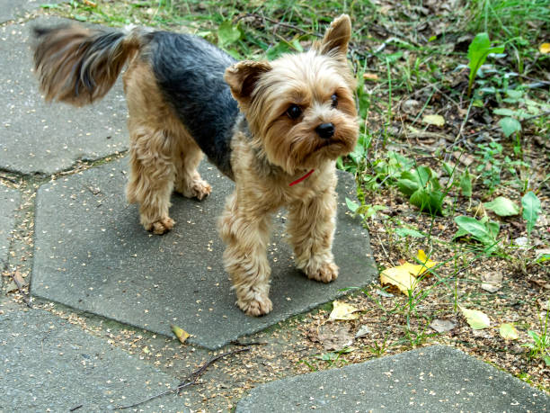 istock shorn Yorkshire Terrier on the green grass 1276961153