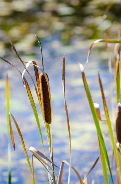 istock Reed in a pond during day of autumn 1276962897