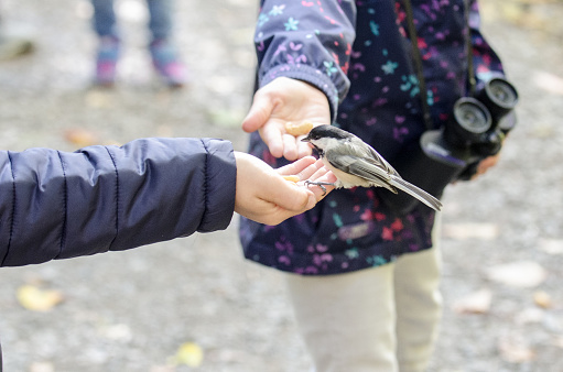Two kids feeding a black-capped chickadee  during day