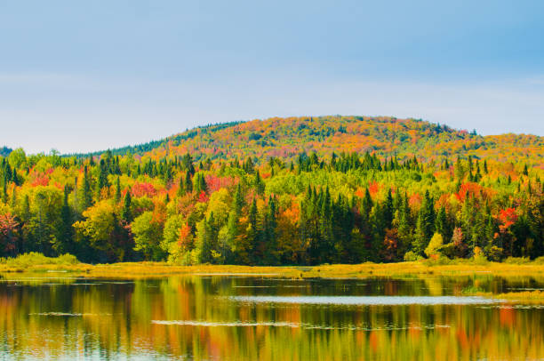 Lake surrounded by trees during day of autumn