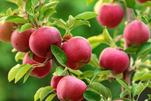 Apple fruits on tree Red apple fruits on apple tree branches apple orchard photos stock pictures, royalty-free photos & images
