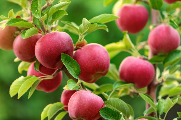 яблочные фрукты на дереве - apple orchard фотографии стоковые фото и изображения