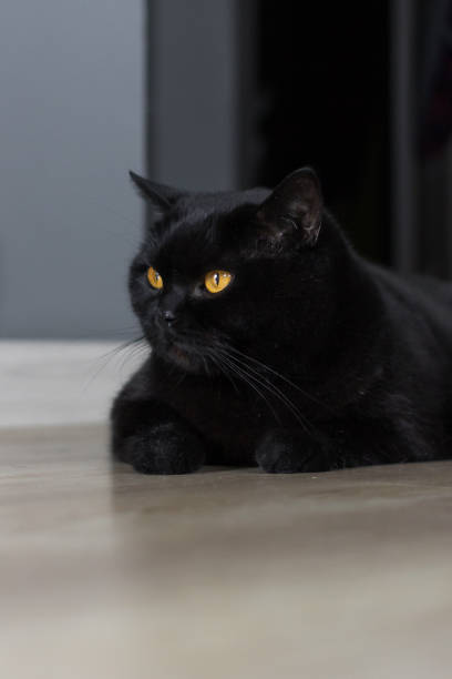 istock Black Scottish Straight cat with expressive yellow eyes 1276964085