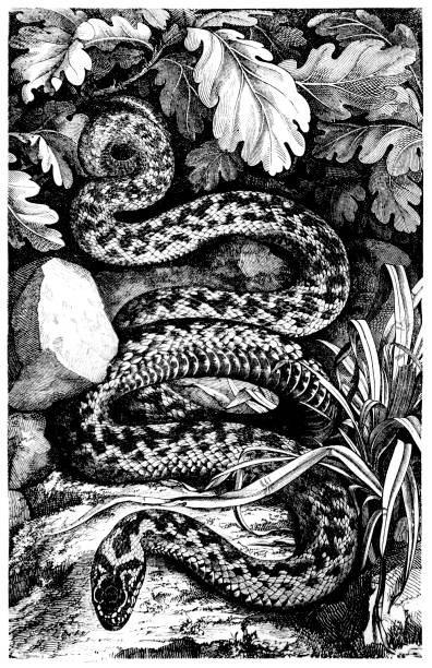 illustrations, cliparts, dessins animés et icônes de l’adder - european adder illustrations