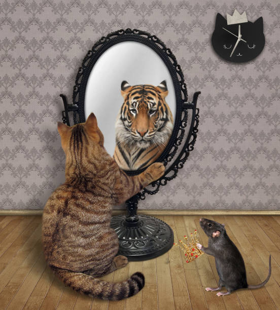 Cat near metal oval mirror 4 A cat stares his reflection in a mirror at home. He sees a tiger there. A rat gives a gold crown to him. pics for cat staring at wall stock pictures, royalty-free photos & images