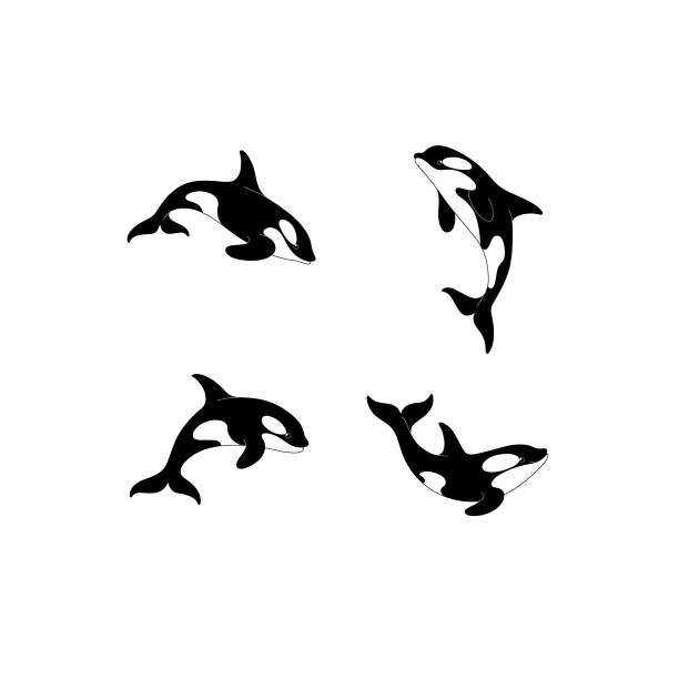 animal Cartoon killer whale sketch line icon. Сute animals set of icons. killer whale stock illustrations
