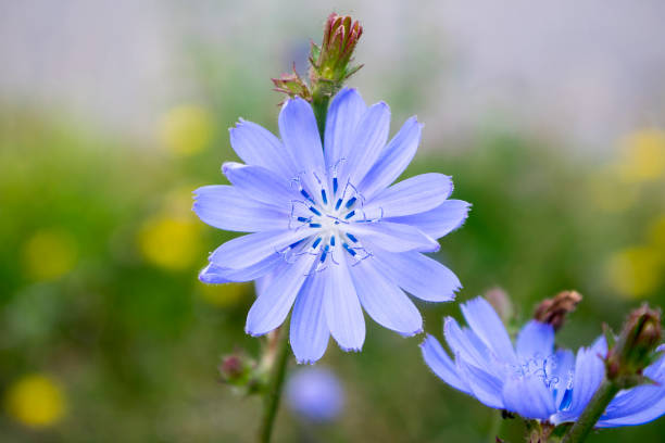 cichorium intybus chicry flores de floração azul, margarida azul comum dente-de-leão em flor, planta selvagem - uncultivated flower chicory cornflower - fotografias e filmes do acervo
