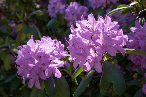 Rhododendron ponticum purple violet flowering plant, beautiful ornamental shrub in bloom, green leaves