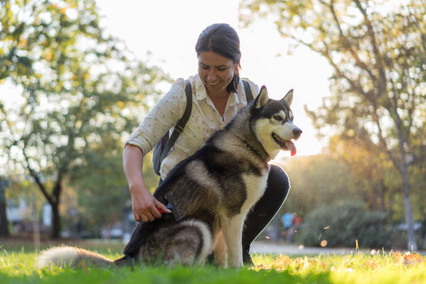 istock Woman combing her Siberian husky 1276970151