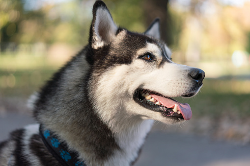 Portrait of a beautiful Siberian husky standing in the park