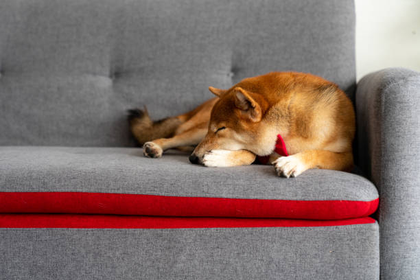Shiba Inu dog breed Sleeping on a red-gray sofa.