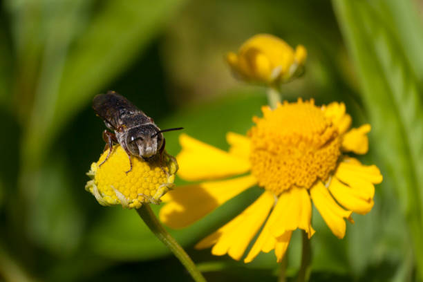 Male coelioxys, Cuckoo leaf cutter Bees, Helenium. A Coelioxys forages a helenium. sneezeweed stock pictures, royalty-free photos & images