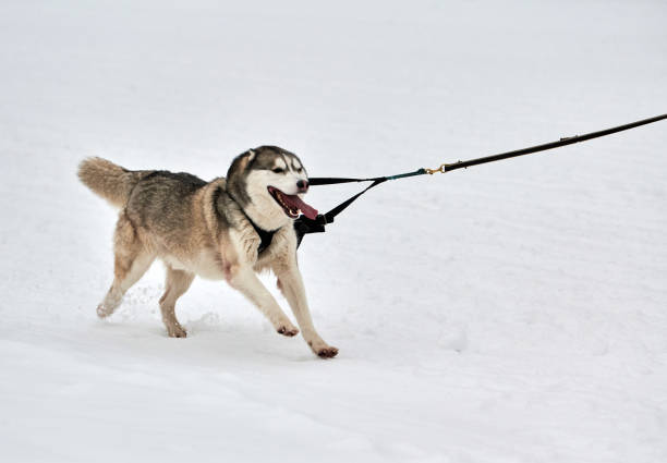 istock Running Husky dog on sled dog racing 1276972716