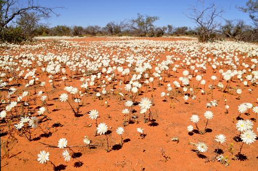 Horizontal image of flowers. Western Australia. Sept 2020