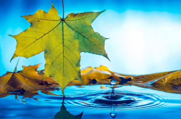 istock Yellow autumn maple leaf with reflection and drop over wavy water 1276974614