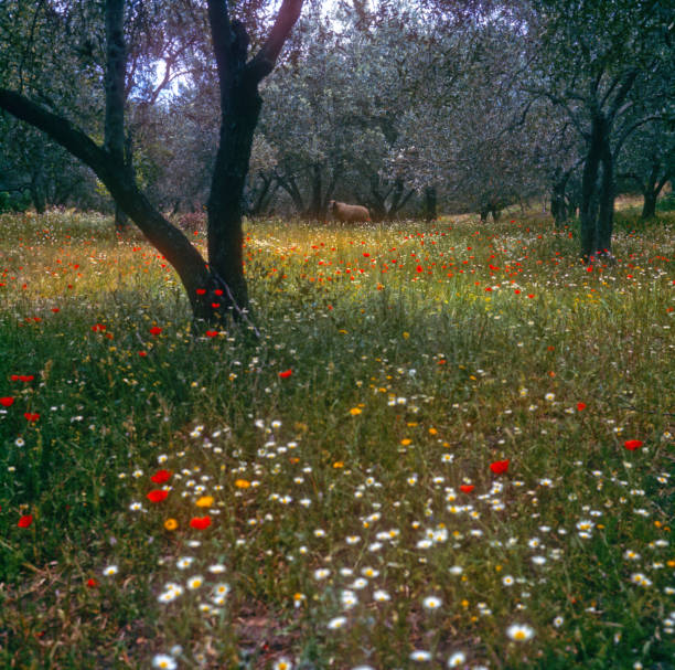 Blooming flower meadow on Skiathos, Greece