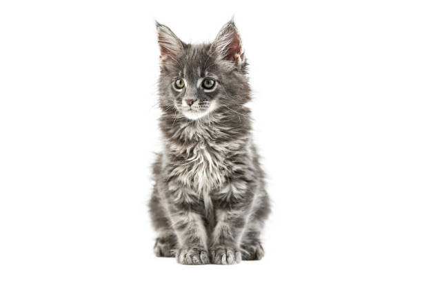 Maine coon kitten, isolated. Cute maine-coon cat on white background. Little funny purebred cat, gray color. Studio shoot, cut out for design or advertising.