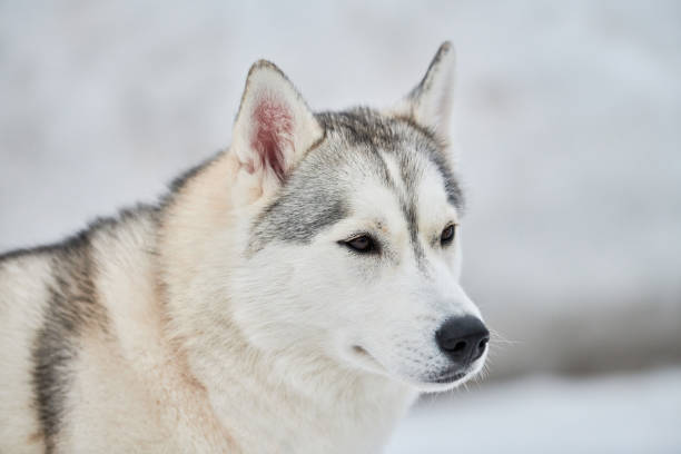 istock Husky sled dog face, winter background 1276975358